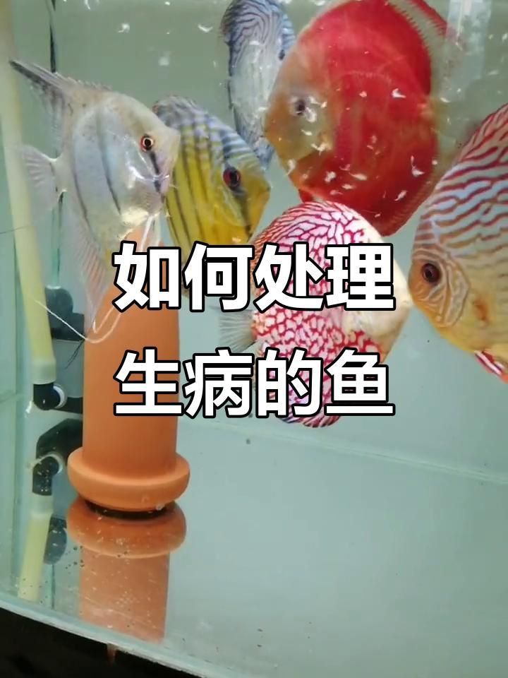魚受傷后需要隔離嗎？