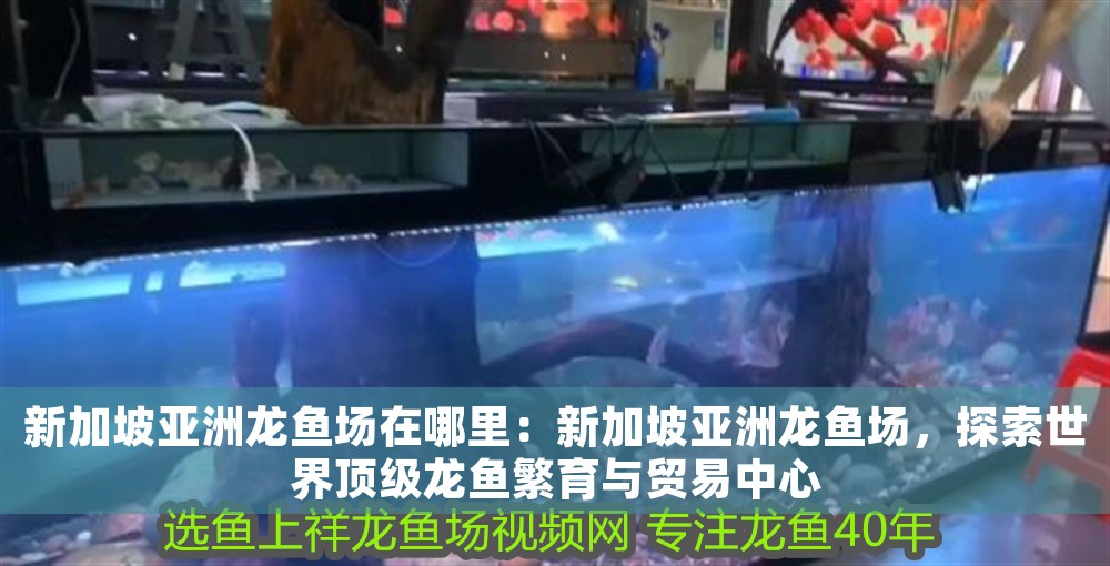 新加坡亞洲龍魚場在哪里：新加坡亞洲龍魚場，探索世界頂級龍魚繁育與貿易中心