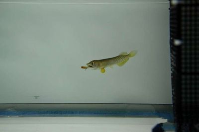 龍魚在多少溫度適合繁殖呢：龍魚在多少溫度適合繁殖