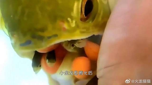 金龍公司最吃香的崗位