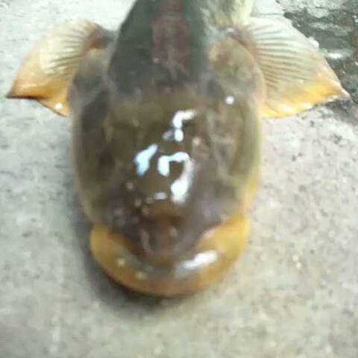 20厘米小龍魚吃什么（20厘米大小的小龍魚飼料的選擇應根據其生長階段和食性特點決定）