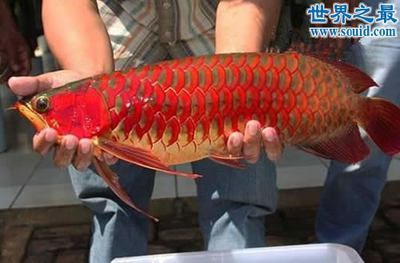 中國最貴的龍魚品種排名榜前十名（世界十大最貴的觀賞魚前十名血紅龍上榜第一名比龍魚還貴）