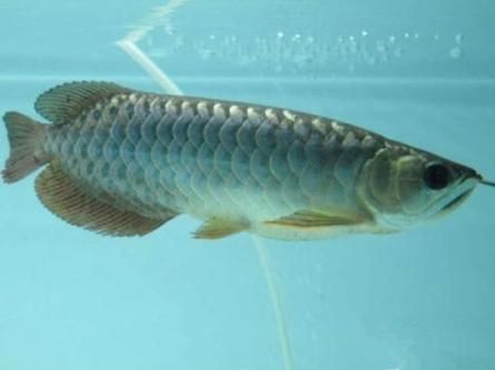 龍魚治療腸炎：龍魚腸炎是一種常見的疾病，龍魚腸炎的治療方法介紹