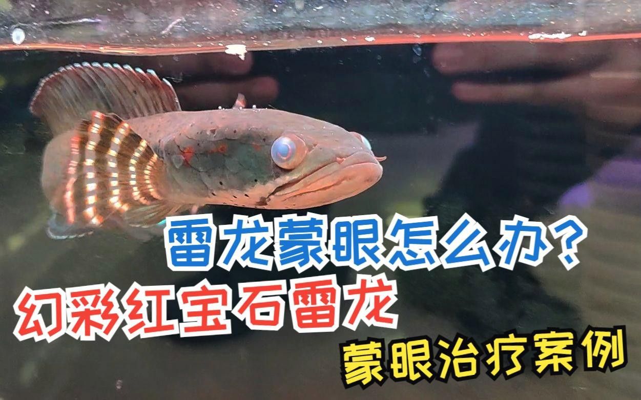雷龍魚蒙眼病如何治療？