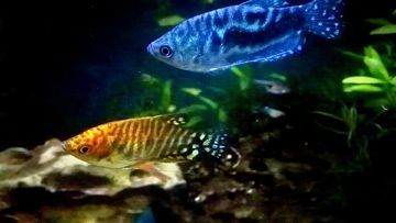 黃藍龍魚家養(yǎng)：家養(yǎng)黃藍龍魚可以成為一種富有觀賞價值的樂趣