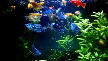 黃藍龍魚家養(yǎng)：家養(yǎng)黃藍龍魚可以成為一種富有觀賞價值的樂趣