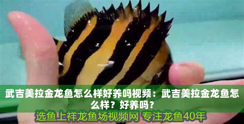 武吉美拉金龍魚怎么樣好養嗎視頻：武吉美拉金龍魚怎么樣？好養嗎？