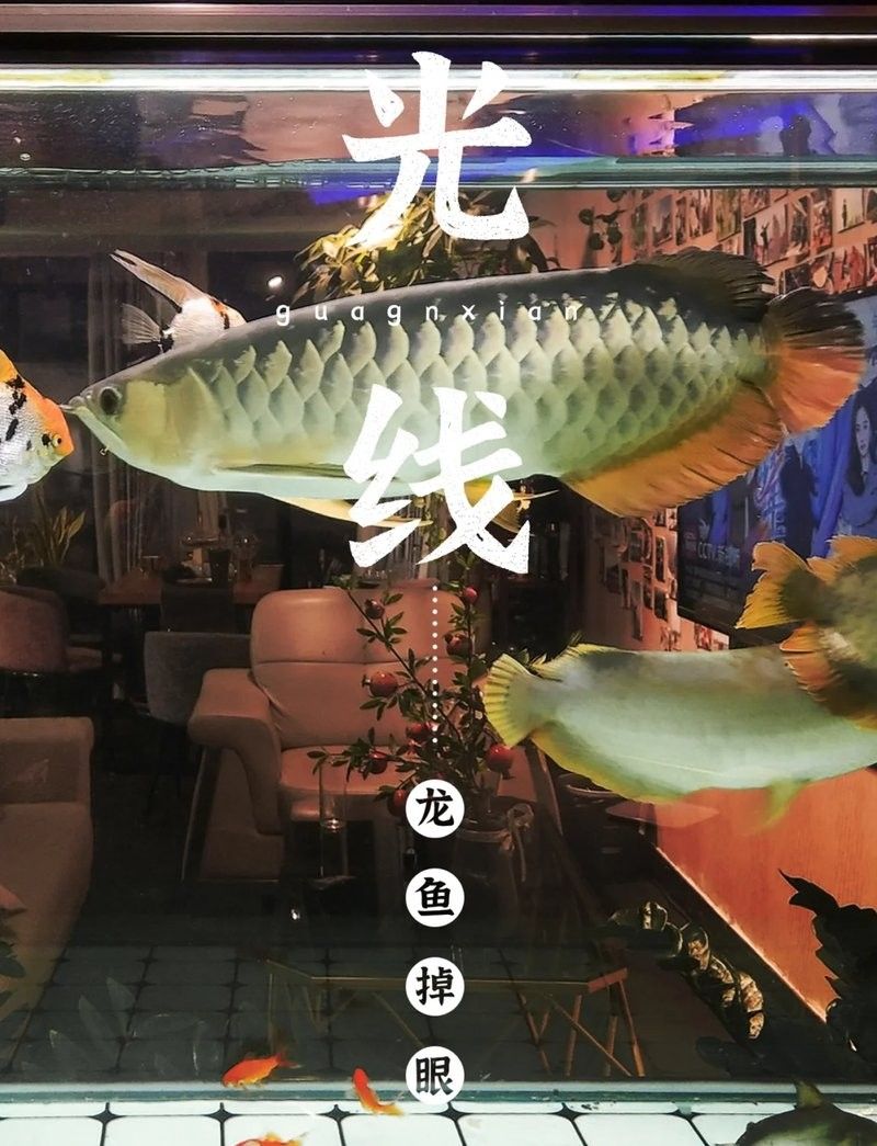 龍魚多大容易掉眼皮了