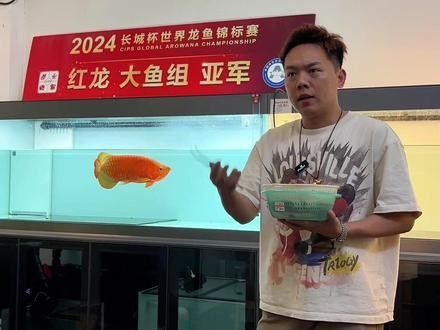 龍魚怎么養及喂養技巧視頻教程大全圖解 龍魚怎么養及喂養技巧視頻教程大全圖解 龍魚百科 第10張