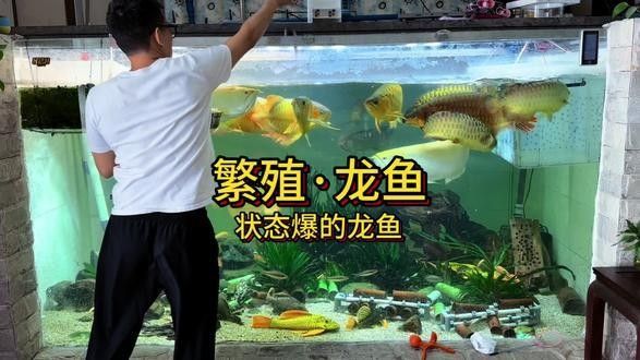 龍魚怎么養及喂養技巧視頻教程大全圖解 龍魚怎么養及喂養技巧視頻教程大全圖解 龍魚百科 第12張