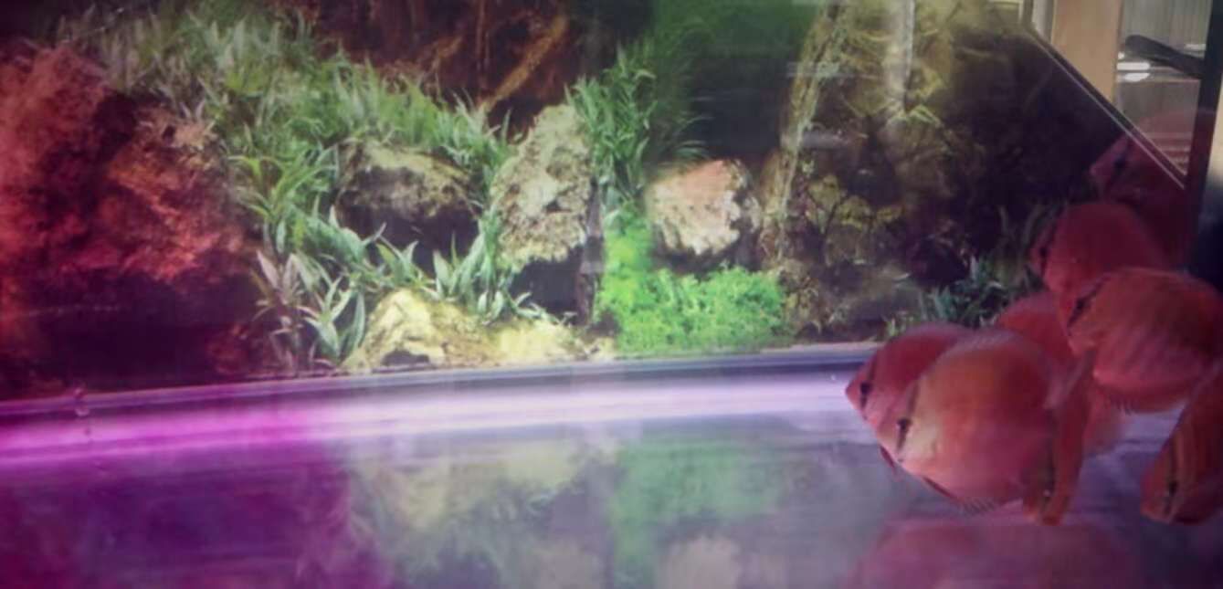 龍魚(yú)肚子鼓使用土霉素的可行性分析（龍魚(yú)肚子鼓是什么原因引起的）