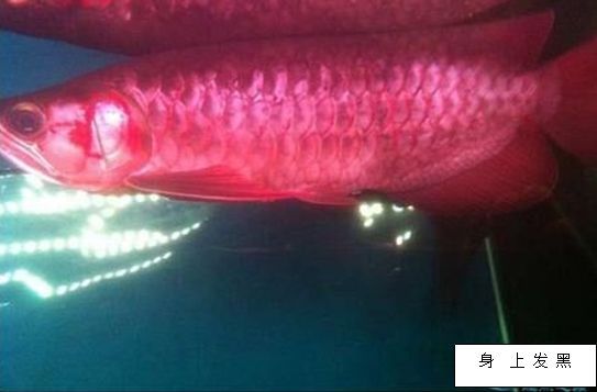 龍魚(yú)肚子鼓使用土霉素的可行性分析（龍魚(yú)肚子鼓是什么原因引起的）