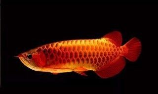 給龍魚換水換多了怎么辦，當(dāng)給龍魚換水換得過(guò)多時(shí)，可能會(huì)導(dǎo)致水質(zhì)問(wèn)題，以下應(yīng)對(duì)措施