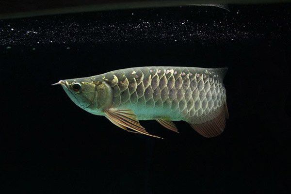 如何判斷金龍魚是否反垢？ 如何判斷金龍魚是否反垢？ 龍魚百科 第5張