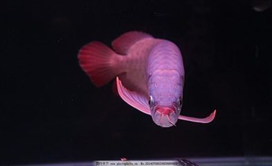 龍魚觀賞魚類有哪些：龍魚原始淡水魚類觀賞魚的原始淡水魚欣賞魚的寓意