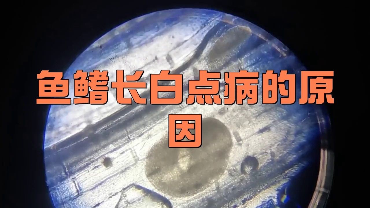 龍魚鰭上長白疙瘩