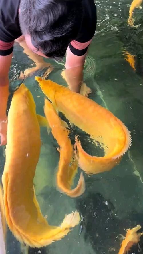 小金龍魚繁殖過程高清圖