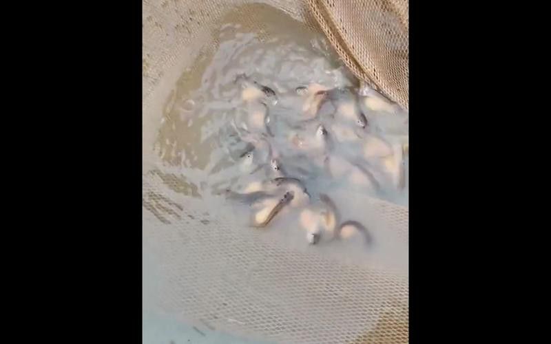 小金龍魚繁殖過程高清圖