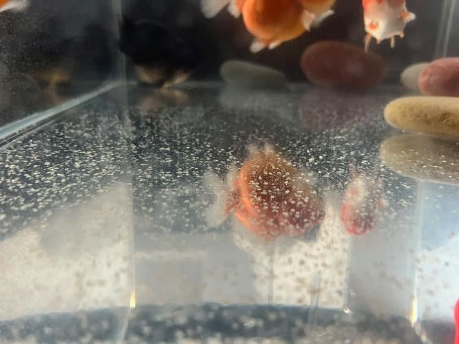 小金龍魚繁殖過程高清圖
