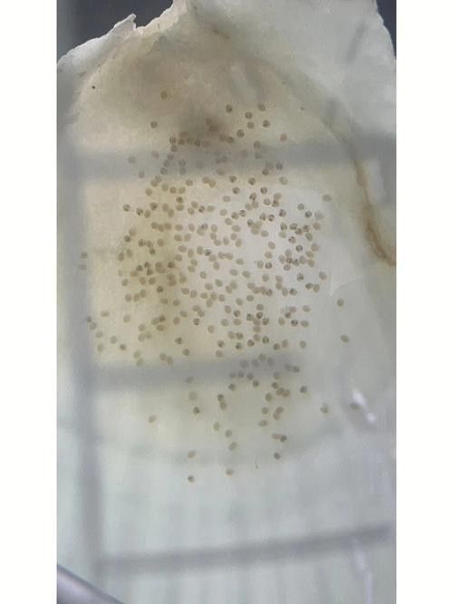 小金龍魚繁殖過程高清圖