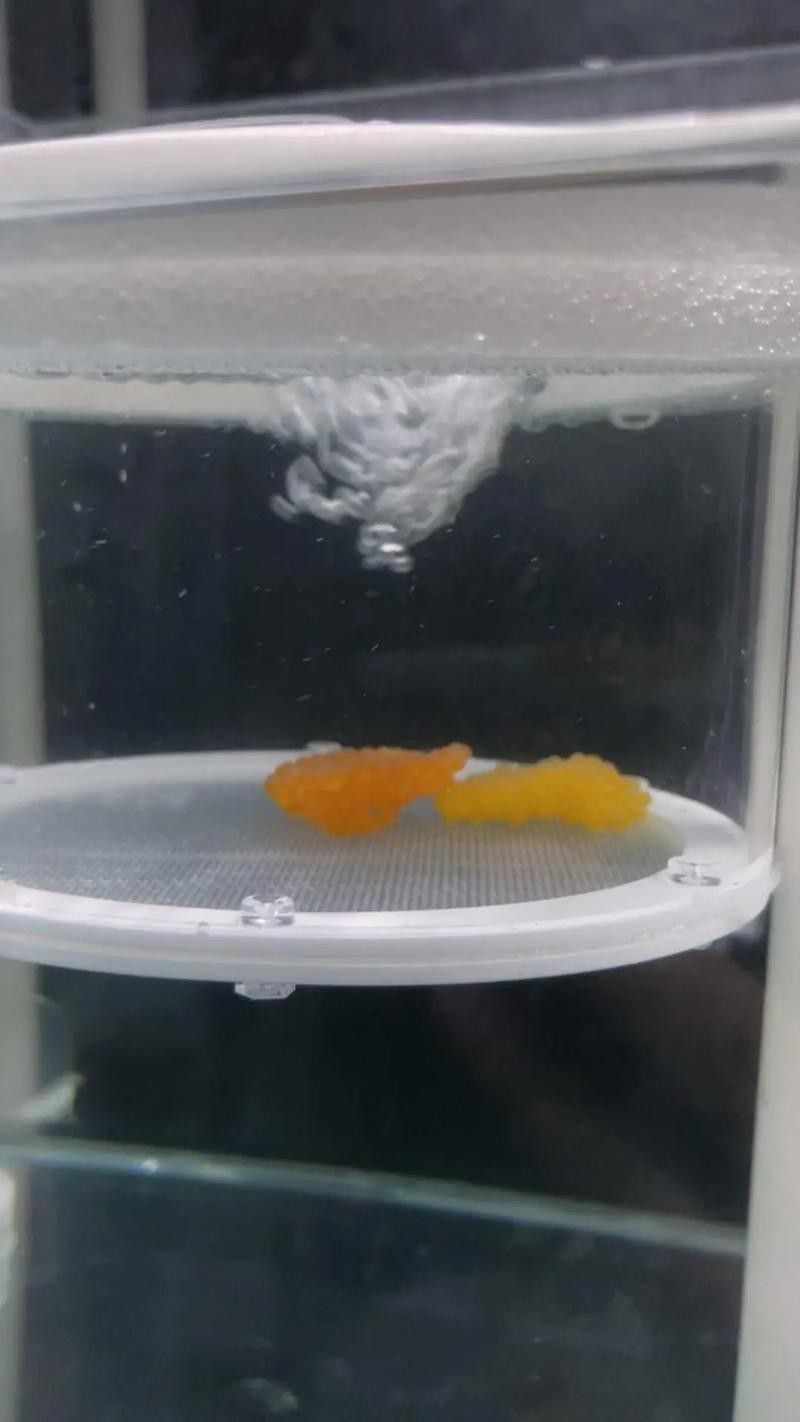 小金龍魚繁殖過程高清圖