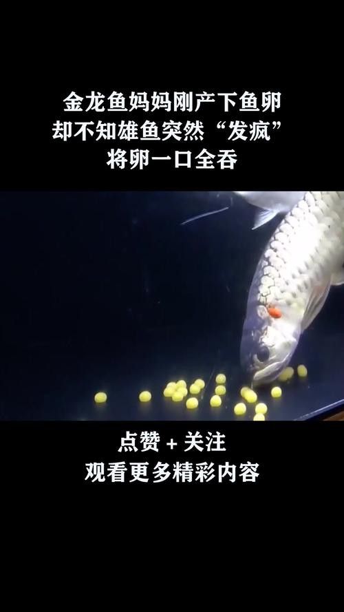 小金龍魚繁殖過程高清圖