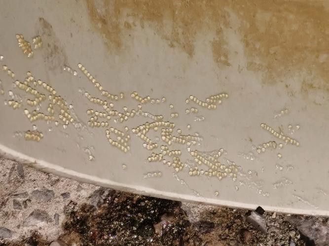 小金龍魚繁殖過程高清圖