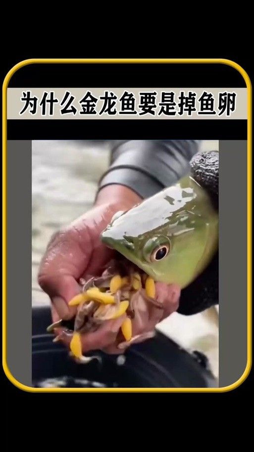 小金龍魚繁殖過程高清圖