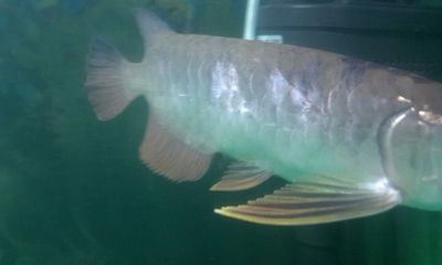 財神魚和金龍魚混養(yǎng)可以嗎（財神魚和金龍魚可以混養(yǎng)嗎財神魚和金龍魚能混養(yǎng)嗎）