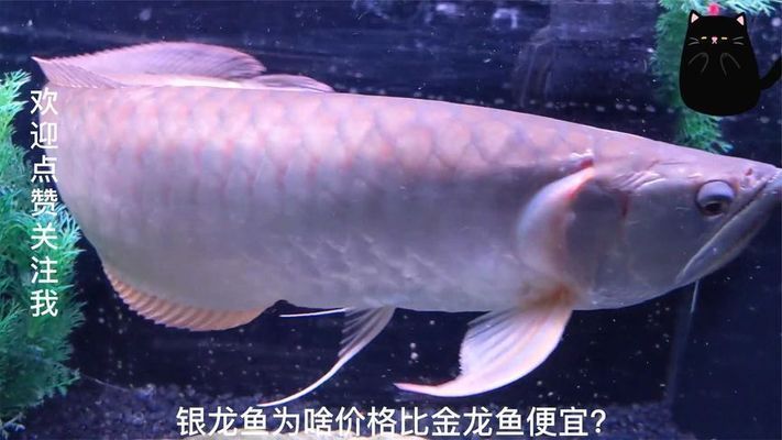 金龍魚和銀龍魚的價格差別大的原因，金龍魚與銀龍魚的價格差異