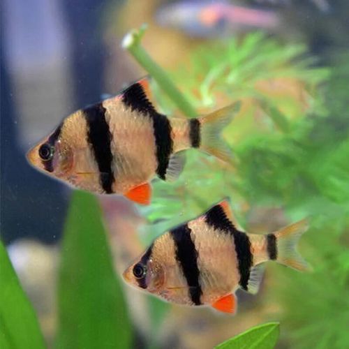 藍曼龍魚和黃曼龍魚的區別