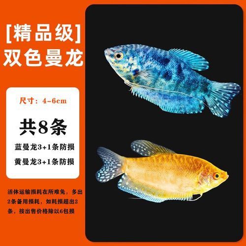 藍(lán)曼龍魚(yú)和黃曼龍魚(yú)的區(qū)別