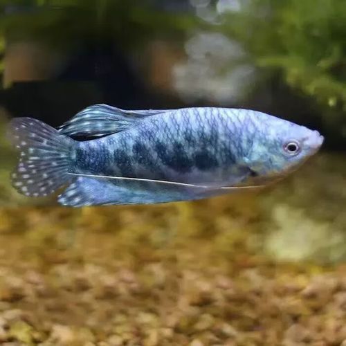 藍曼龍魚和黃曼龍魚的區別