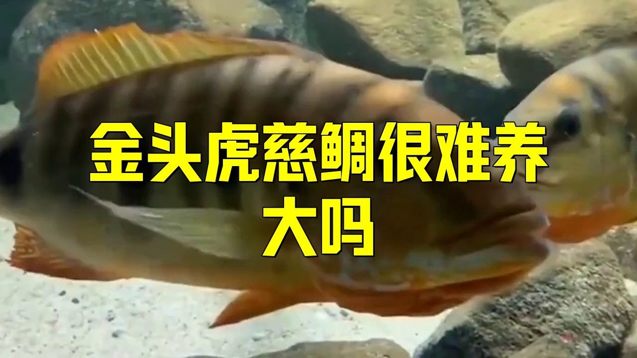 紅龍魚和金頭過背的飼養難度 紅龍魚和金頭過背的飼養難度 龍魚百科 第4張