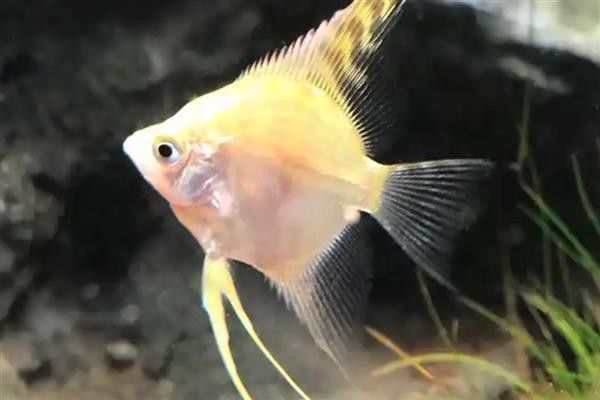 紅龍魚和金頭過背的飼養難度 紅龍魚和金頭過背的飼養難度 龍魚百科 第5張