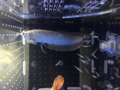 銀龍魚(yú)尾巴發(fā)厚發(fā)紅（銀龍魚(yú)尾巴發(fā)厚發(fā)紅可能由多種因素引起的原因及解決方法）