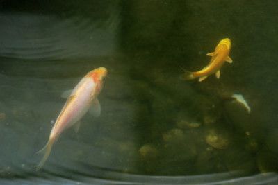 金龍魚能和錦鯉一起養(yǎng)嗎：金龍魚和錦鯉并不建議一起養(yǎng)，