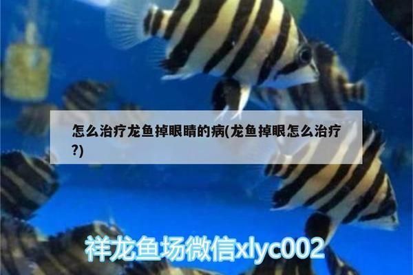龍魚什么是掉眼：龍魚掉眼怎么辦