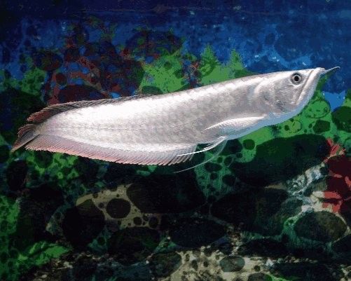 銀龍魚魚缸尺寸圖