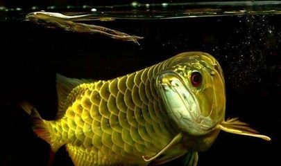 家里養紅龍魚有什么寓意和象征（家中養紅龍魚對風水有什么作用）