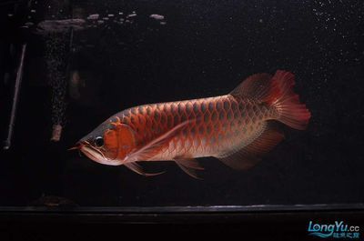 50公分紅龍魚價格表：50公分紅龍魚價格受多種因素影響紅龍魚價格趨勢