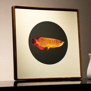 成品金龍魚多少錢一條價格：1.5公斤的金龍魚可以賣到18萬元，比黃金還貴