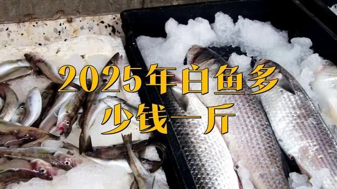 白龍魚價格多少錢一條圖片大全