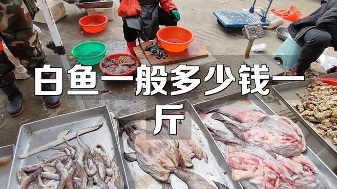 白龍魚價格多少錢一條圖片大全