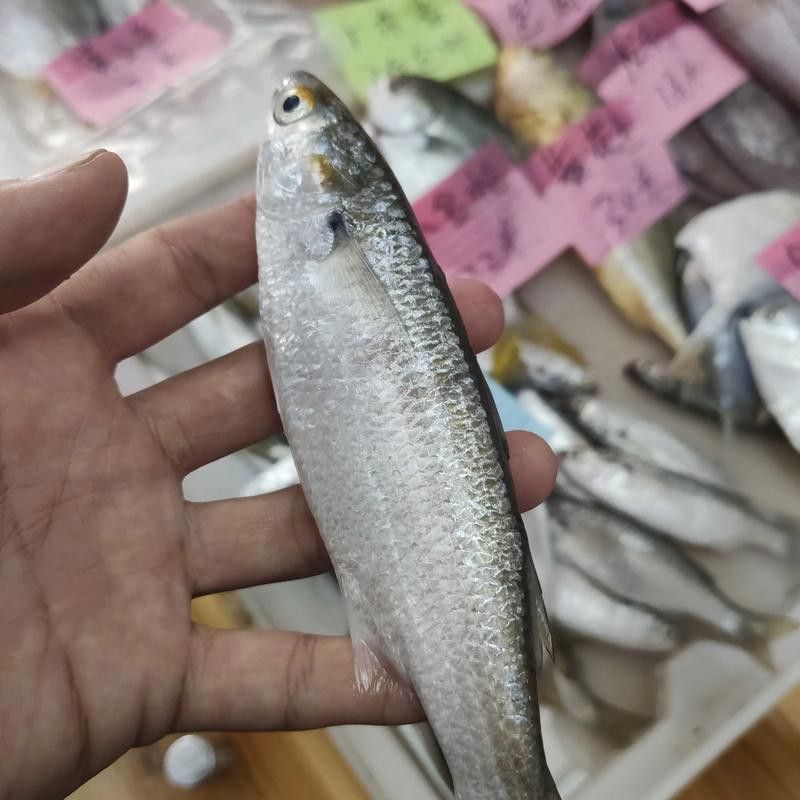 白龍魚價格多少錢一條圖片大全