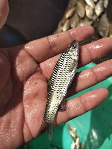 白龍魚價格多少錢一條圖片大全