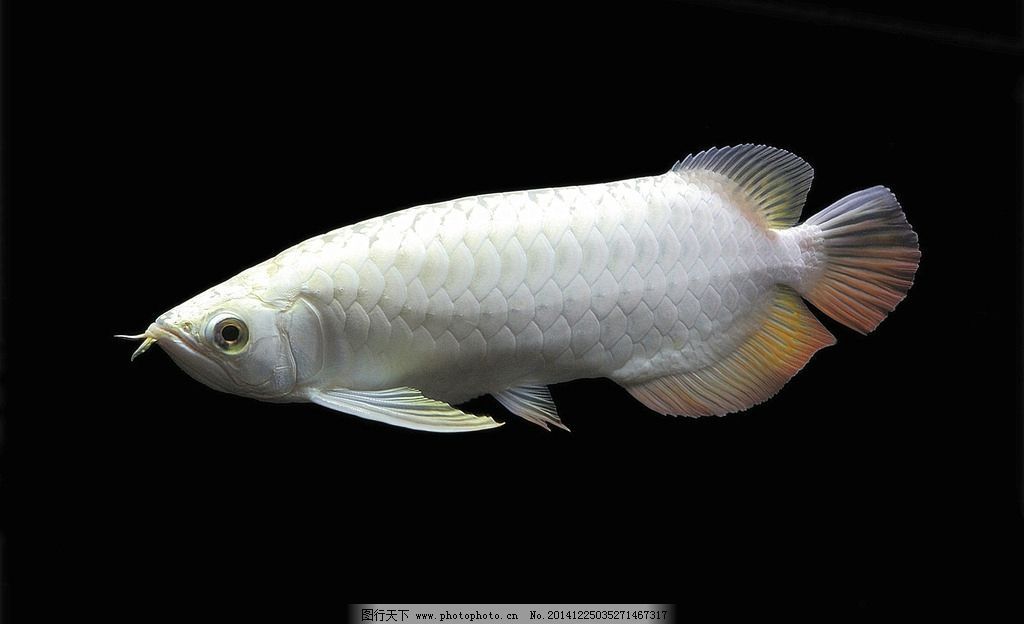 白金龍魚百科介紹（白金龍魚是什么魚）