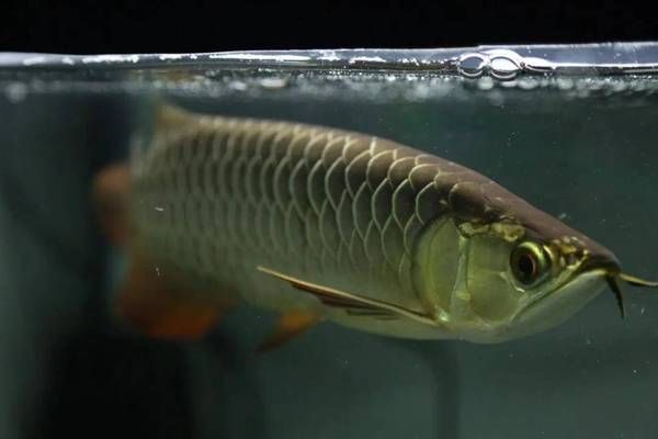 過背金龍魚發(fā)色階段圖：過背金龍魚發(fā)色過程中的關鍵階段和特征和特征