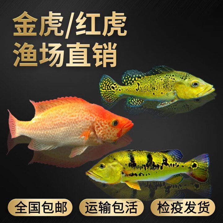 老虎魚價格一覽表 龍魚百科 第4張 老虎魚價格一覽表 老虎魚價格一覽表 龍魚百科 第4張