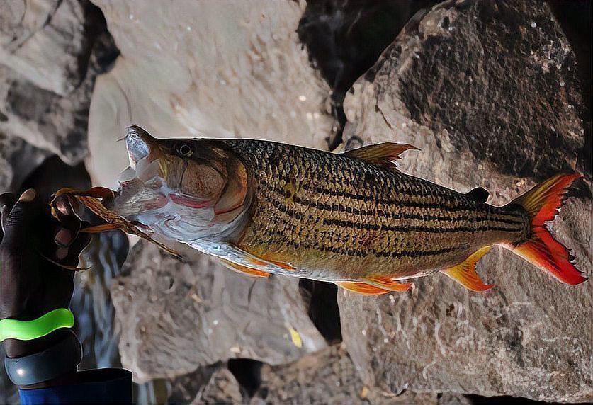 老虎魚價格一覽表 龍魚百科 第6張 老虎魚價格一覽表 老虎魚價格一覽表 龍魚百科 第6張